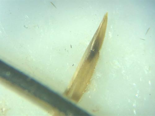 Réf. 352 474 : Paracorixa concinna