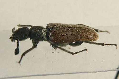 Réf. 352 734 : Ptilophorus dufourii