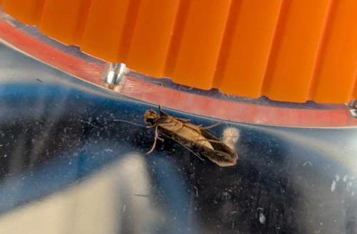 Monopis sp.