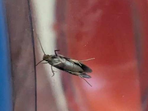 Monopis sp.