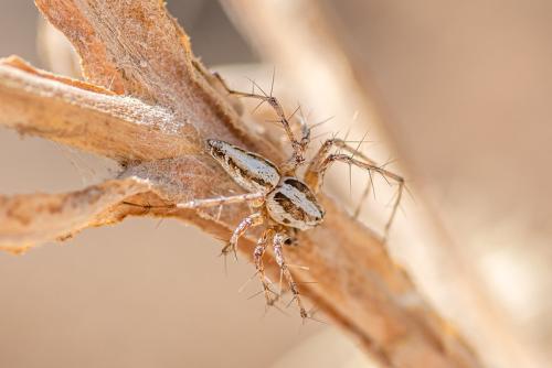 Oxyopes globifer