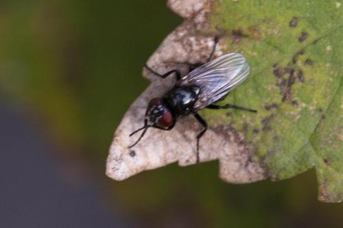 Réf. 352 095 : Hydrotaea diabolus