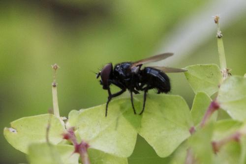 Réf. 352 096 : Hydrotaea sp.