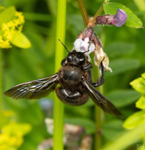 Réf. 352 607 : Xylocopa violacea