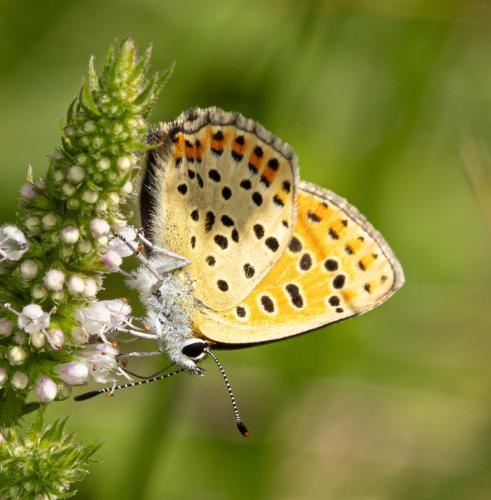 Lycaena tityrus