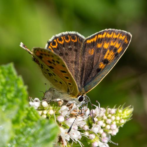 Lycaena tityrus