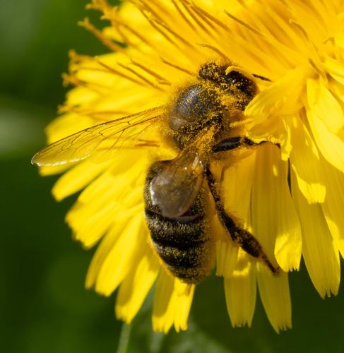 Apis mellifera