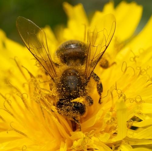 Apis mellifera