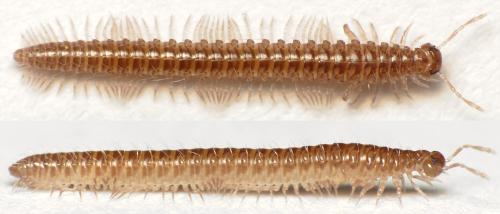 Anamastigona pulchella