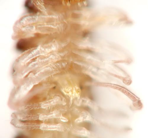Anamastigona pulchella