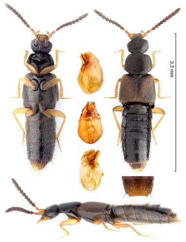 Atheta britanniae