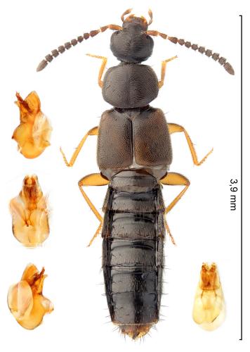 Réf. 352 686 : Atheta paracrassicornis