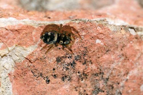 Réf. 352 909 : Heliophanus apiatus