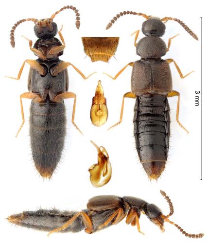 Atheta sodalis