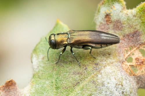 Agrilus hastulifer