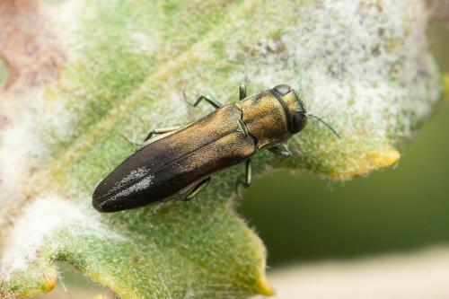 Agrilus hastulifer
