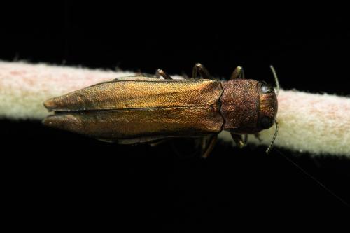 Agrilus sp.