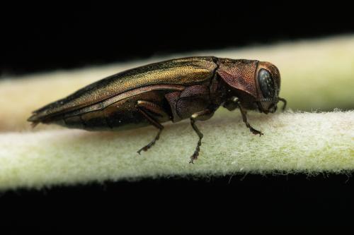 Réf. 352 861 : Agrilus sp.