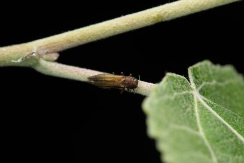 Réf. 352 862 : Agrilus sp.