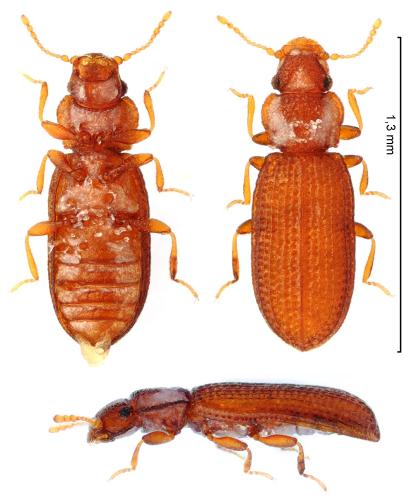 Dienerella argus