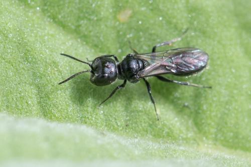 Réf. 352 525 : Pemphredon sp.