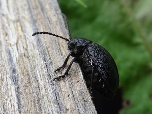 Galeruca pomonae