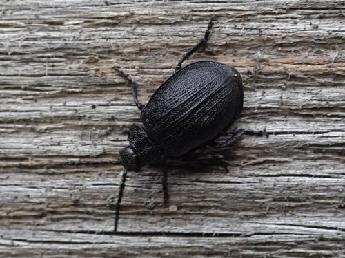 Galeruca pomonae