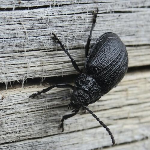 Galeruca pomonae