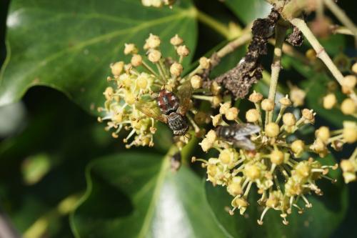 Peleteria iavana
