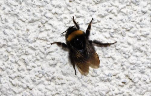 Réf. 352 592 : Bombus pratorum