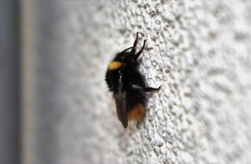 Réf. 352 594 : Bombus pratorum
