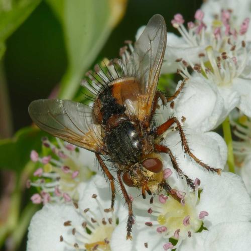 Réf. 352 436 : Tachina magnicornis