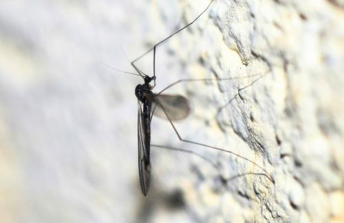 Trichocera sp.