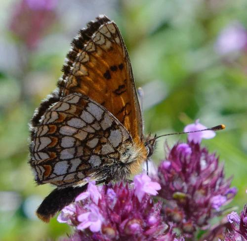 Réf. 352 947 : Melitaea sp.