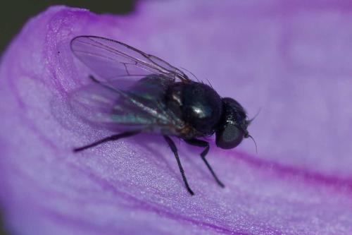 Ophiomyia sp.