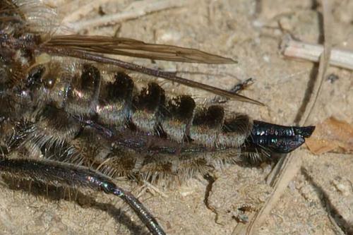 Dysmachus trigonus