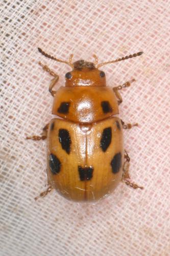 Gonioctena fornicata