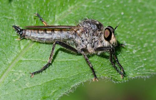 Eutolmus rufibarbis