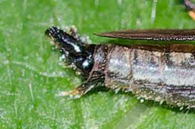 Eutolmus rufibarbis