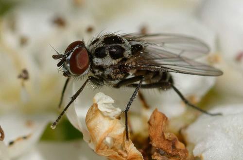 Réf. 352 877 : Anthomyia pluvialis