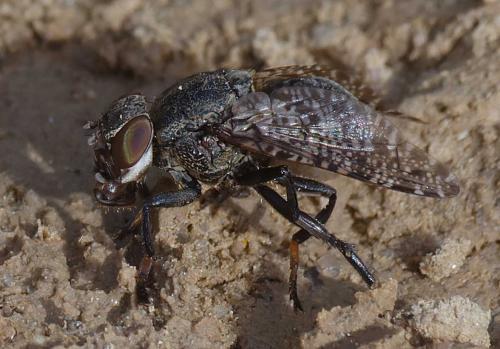 Réf. 352 940 : Platystoma lugubre