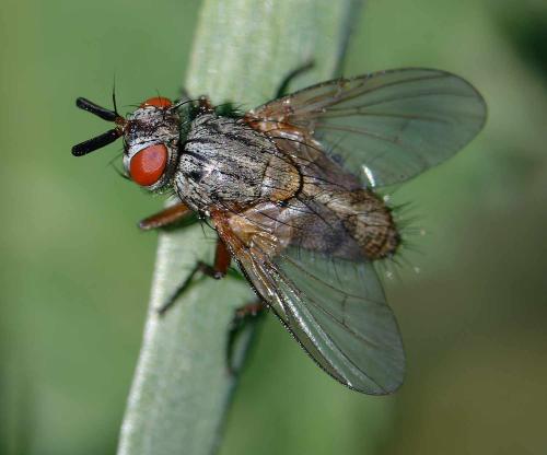 Ocytata pallipes