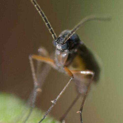 Réf. 352 311 : Schwenckfeldina carbonaria