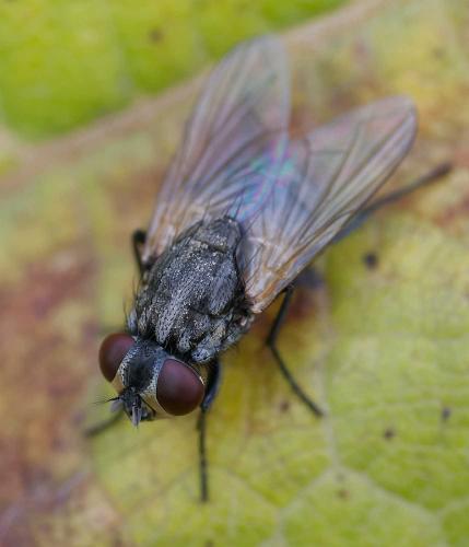 Réf. 352 872 : Musca domestica