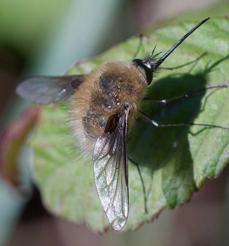 Réf. 352 722 : Bombylius cinerascens