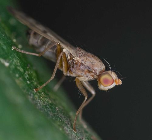 Opomyza florum