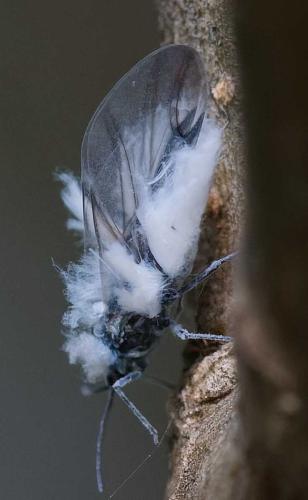 Eriosomatinae