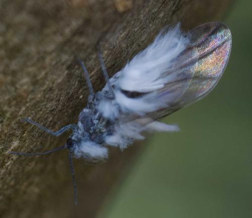 Eriosomatinae
