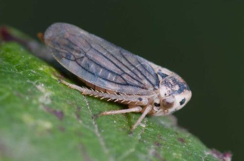 Macropsis sp.
