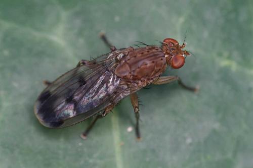 Réf. 352 693 : Suillia variegata